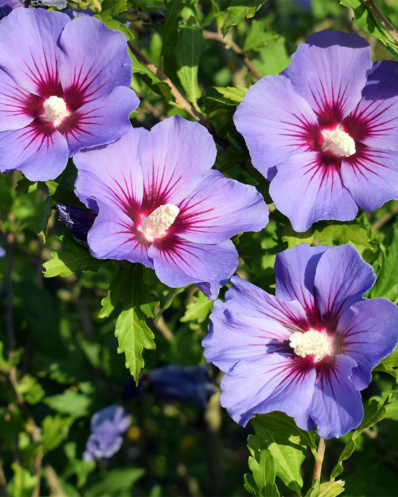 Vier leuchtend violette Hibiskusblüten mit weißer Mitte und roten Streifen, die von der Mitte ausgehen, stehen in voller Blüte zwischen üppigen grünen Blättern. Sonnenlicht erhellt die Blütenblätter und hebt ihre satten Farben und komplizierten Details hervor. Dieser Blaue Hibiskus ist außerdem bienenfreundlich und zieht viele Bestäuber an.