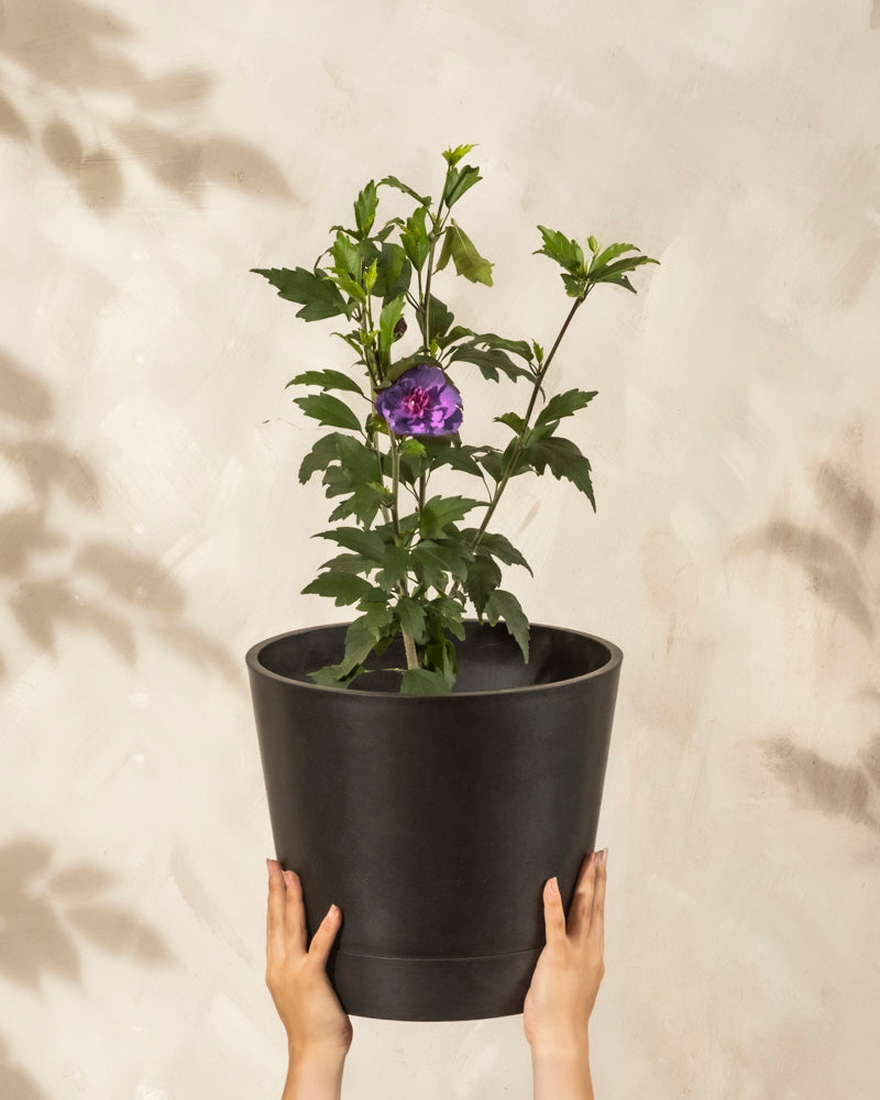 Zwei Hände halten einen schwarzen Blumentopf mit einem Blauen Hibiskus mit grünen Blättern und einer einzelnen violetten Blüte vor einem hellen, strukturierten Hintergrund hoch.