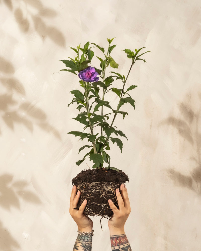 Zwei tätowierte Hände halten einen getöpferten Blauen Hibiskus hoch und zeigen seine Wurzeln und die Erde. Die Pflanze hat grüne Blätter, eine lila Blüte und ist sowohl bienenfreundlich als auch winterhart. Vor einem hellbeigen, strukturierten Hintergrund.