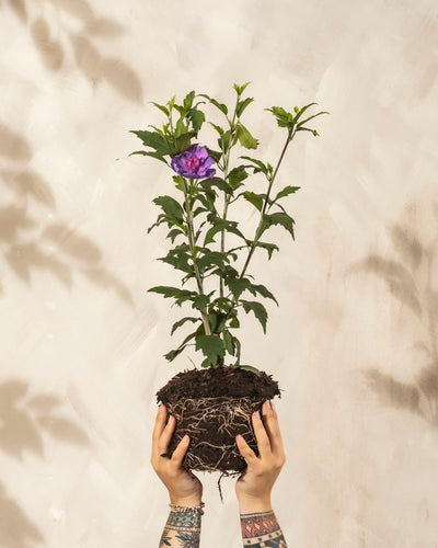Zwei tätowierte Hände halten einen getöpferten Blauen Hibiskus hoch und zeigen seine Wurzeln und die Erde. Die Pflanze hat grüne Blätter, eine lila Blüte und ist sowohl bienenfreundlich als auch winterhart. Vor einem hellbeigen, strukturierten Hintergrund.