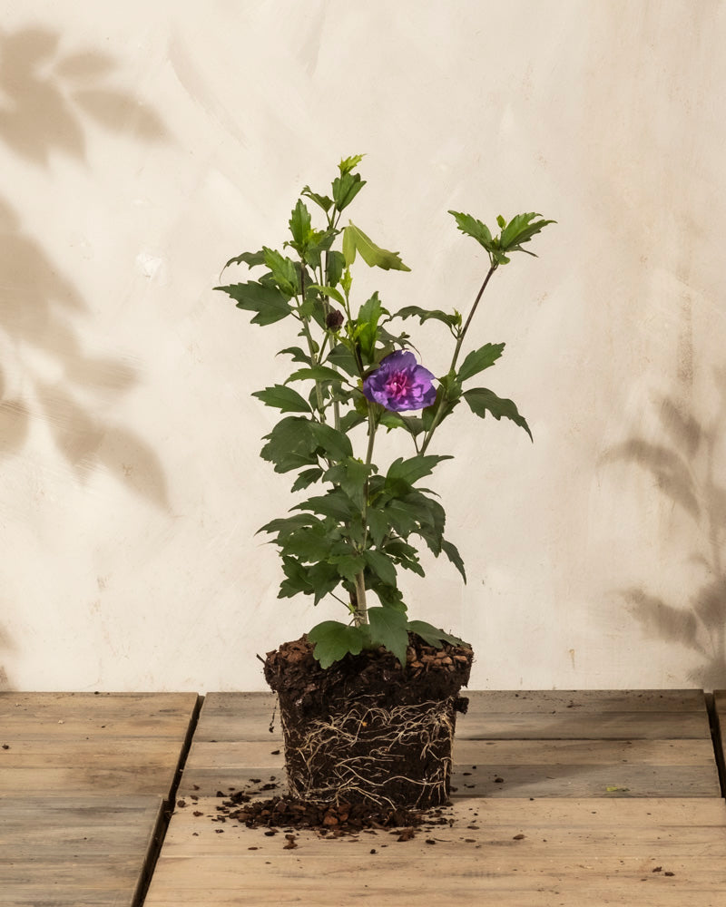 Ein getöpferter Blauer Hibiskus mit freiliegenden Wurzeln steht auf einer Holzfläche. Seine grünen Blätter und die einzelne lila Blüte heben sich von einer hellen Wand ab und verleihen jedem Raum Charme und locken Bestäuber an.