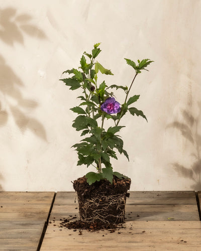Ein getöpferter Blauer Hibiskus mit freiliegenden Wurzeln steht auf einer Holzfläche. Seine grünen Blätter und die einzelne lila Blüte heben sich von einer hellen Wand ab und verleihen jedem Raum Charme und locken Bestäuber an.