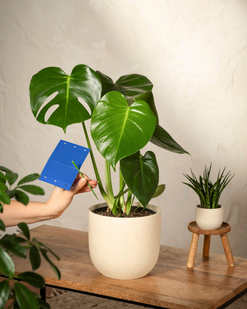 Eine Hand steckt eine blaue Klebefalle „Blautafeln gegen Thripse“ in die Erde einer Monstera im Topf auf einem Holztisch und beugt so einem Thripsbefall vor. Daneben steht eine kleine Topfpflanze, im Hintergrund eine helle Wand.