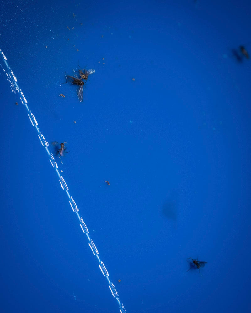 Nahaufnahme von kleinen Fliegen und Thripsen, die mit einer Klebefalle „Blautafeln gegen Thripse“ gefangen wurden. Sie zeigt eine diagonale Klebelinie über der blauen Oberfläche und hebt den Schädlingsbefall hervor.