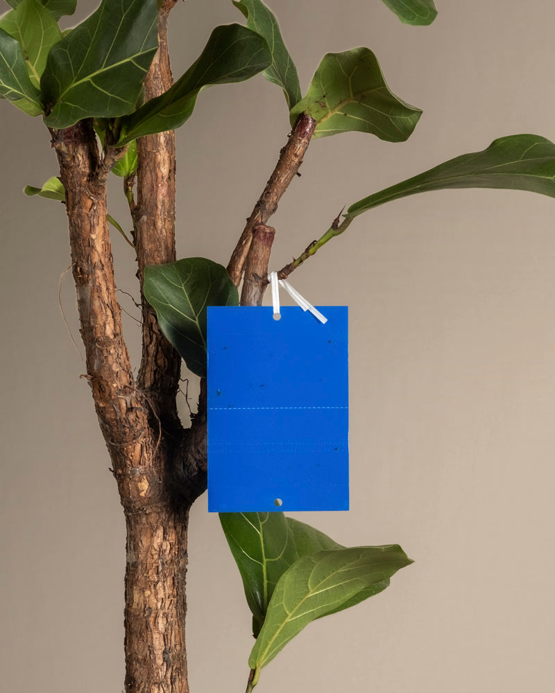 Ein kleines, hellblaues, rechteckiges Schild mit der Aufschrift „Blautafeln gegen Thripse“ und weißer Schnur hängt vor einem beigen Hintergrund an einem Zweig einer grünen Zimmerpflanze und hilft bei der Überwachung auf Thripse oder Schädlingsbefall.
