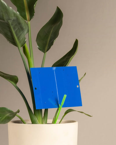Eine grünblättrige Pflanze in einem weißen Topf, zwischen deren Stielen Blautafeln gegen Thripse-Fallen zur Früherkennung von Schädlingsbefall angebracht sind, vor einem neutralen Hintergrund.