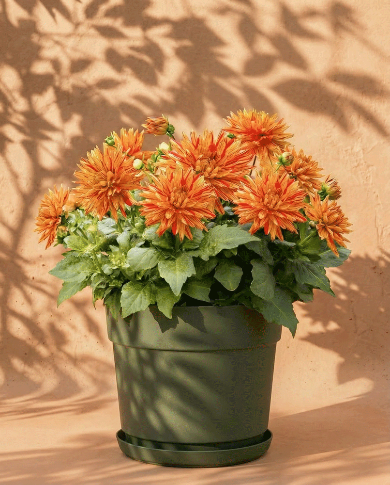 Dahlien (hellorange)