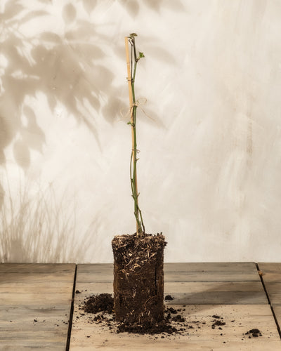 Die Brombeere ist eine kleine Rubus fruticosus mit einem dünnen Stamm, der von einem mit Schnur zusammengebundenen Bambusstab gestützt wird. Sie steht auf Holz mit Erde um den Wurzelballen herum und die Blätter werfen Schatten auf die helle Wand dahinter.