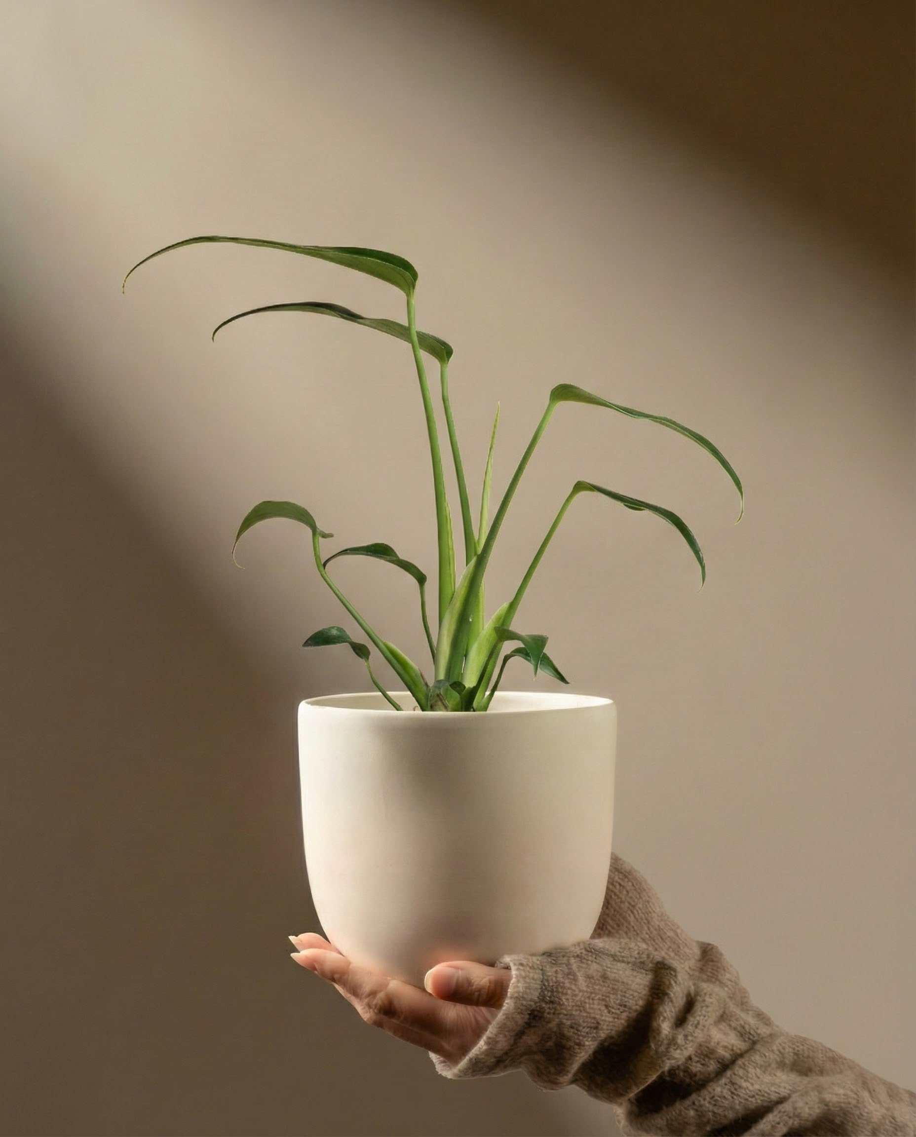 Eine Hand in einer braunen Banderole hält einen weißen Topf mit Monstera 'Burle Marx Flame' - feey, deren leuchtend grüne Blätter im weichen Sonnenlicht vor einem neutralen beigen Hintergrund hervorgehoben werden.