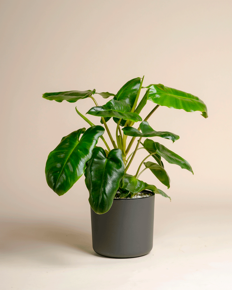 Ein Philodendron 'Burle Marx' - feey mit großen, glänzend grünen Blättern sitzt in einem schlichten dunkelgrauen Topf vor einem hellen Hintergrund - eine elegante tropische Pflanze, die jeden Raum aufwertet.