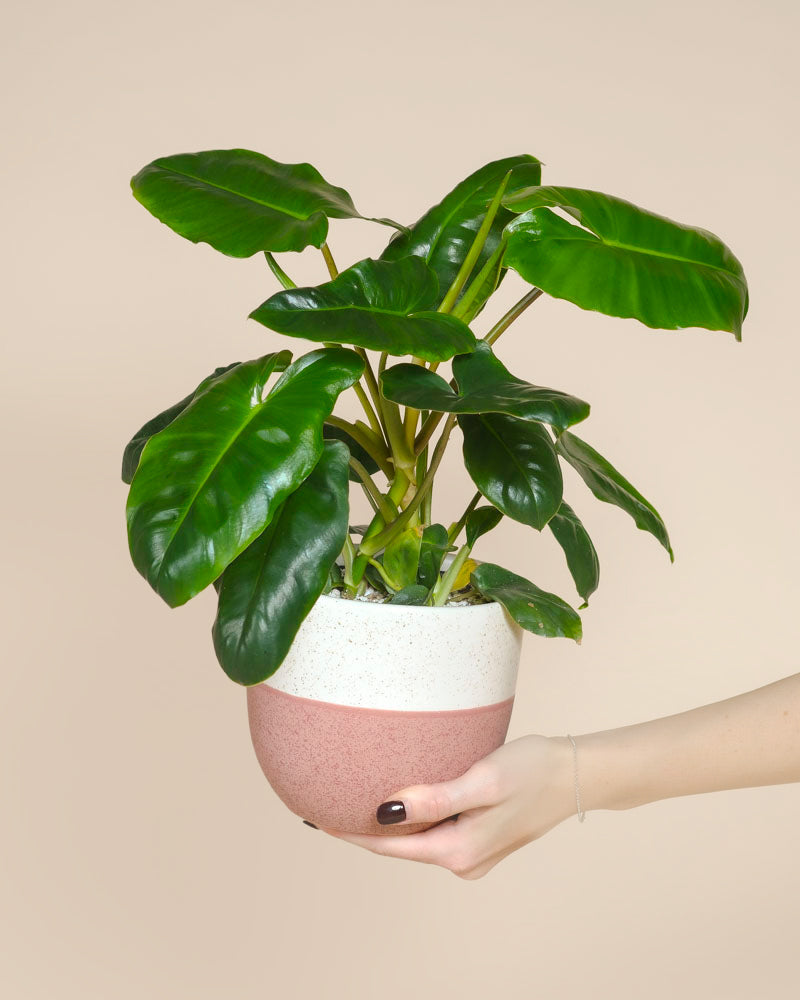 Eine Hand hält einen Philodendron 'Burle Marx' - feey, eine tropische Pflanze mit großen, glänzend grünen Blättern in einem runden Topf mit weißer Oberseite und rosafarbenem Boden vor einem einfarbig beigen Hintergrund.