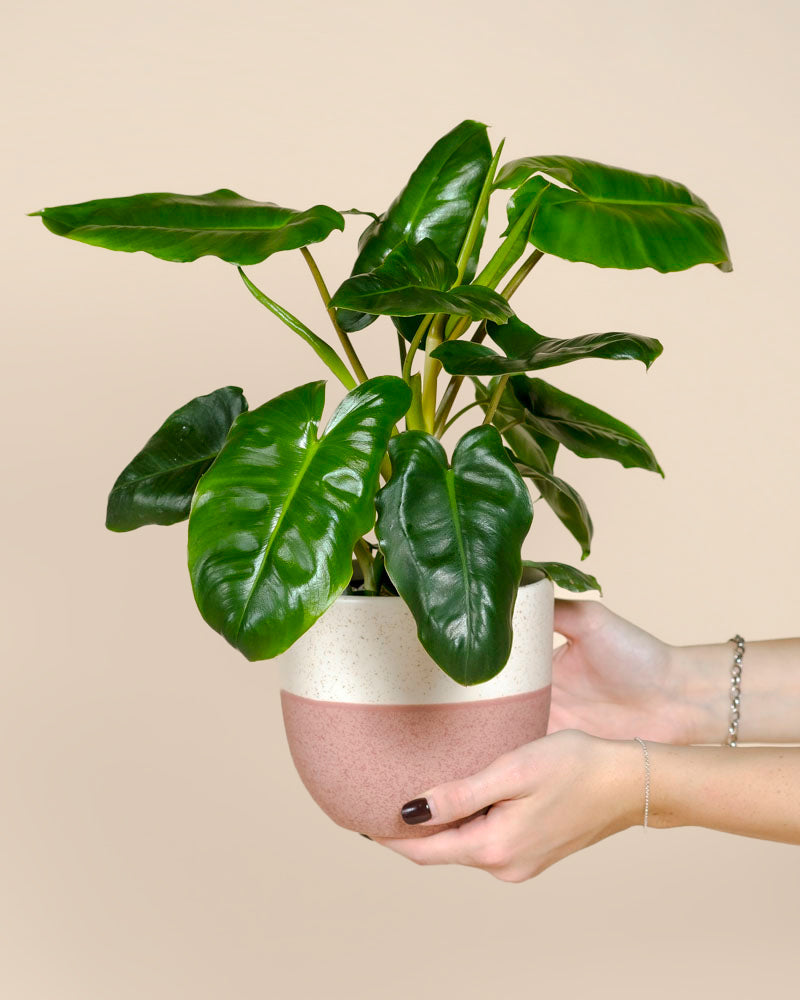 Eine Person mit dunklem Nagellack hält einen Philodendron 'Burle Marx' - feey, eine tropische Pflanze mit großen glänzend grünen Blättern, in einem weiß-rosa Keramiktopf vor einem beigen Hintergrund.