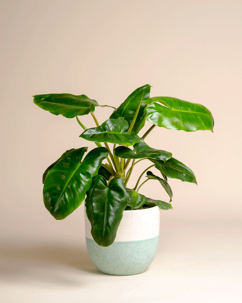 Der Philodendron 'Burle Marx' - feey hat große, glänzende Blätter in einem weißen und hellblauen Keramiktopf vor einem beigen Hintergrund. Diese auffällige Pflanze bringt üppiges tropisches Grün in jeden Raum.