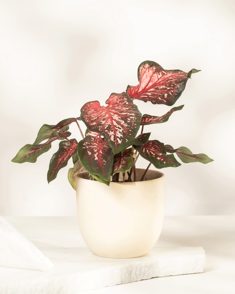 Eine Caladium „Desert Sunset“ im Topf mit großen, herzförmigen Blättern – grüne Ränder, rosarote Mitte und weiße Flecken – sitzt elegant auf einer weißen Oberfläche vor einem hellen Hintergrund.