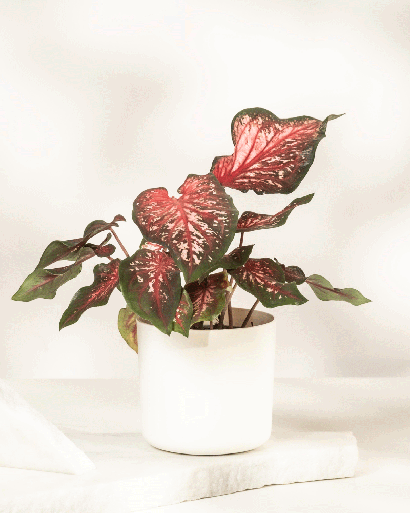 Eine Caladium „Desert Sunset“ im Topf mit großen, herzförmigen Blättern in tiefem Grün und leuchtenden rosaroten Farbtönen sitzt anmutig auf einer weißen Oberfläche vor einem weichen, hellen Hintergrund.