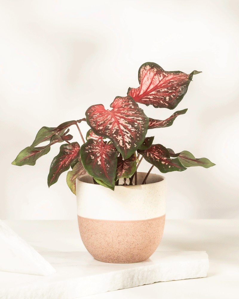 Eine Caladium-Pflanze „Desert Sunset“ mit großen, herzförmigen grünen Blättern mit leuchtend rosa Mitte und weißen Adern wird in einem zweifarbigen beige-rosa Keramiktopf auf einer weißen Oberfläche vor einem hellen Hintergrund präsentiert.