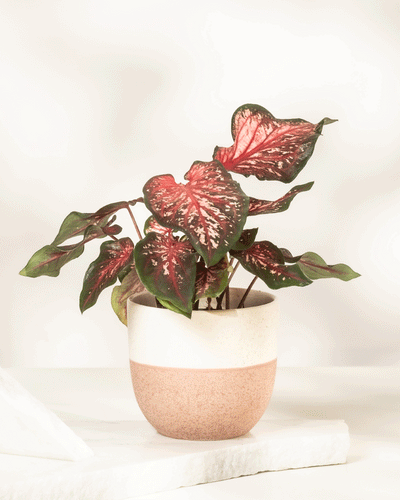 Eine Caladium-Pflanze „Desert Sunset“ mit großen, herzförmigen grünen Blättern mit leuchtend rosa Mitte und weißen Adern wird in einem zweifarbigen beige-rosa Keramiktopf auf einer weißen Oberfläche vor einem hellen Hintergrund präsentiert.