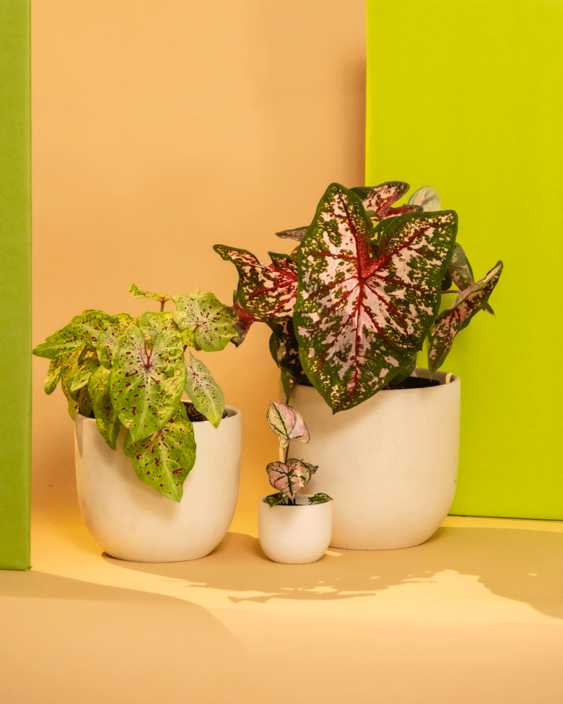 Drei Topfpflanzen mit bunten Blättern sind vor einem beigen und grünen Hintergrund angeordnet. Die Blätter der größten Pflanze sind, typisch für ein Caladium-Pflanzen-Set, hauptsächlich grün mit roten und weißen Mustern. Die mittelgroße Pflanze hat hellgrüne Blätter mit violetten Flecken, während die kleinste zarte bunte Blätter aufweist.