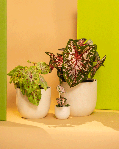 Drei Topfpflanzen mit bunten Blättern sind vor einem beigen und grünen Hintergrund angeordnet. Die Blätter der größten Pflanze sind, typisch für ein Caladium-Pflanzen-Set, hauptsächlich grün mit roten und weißen Mustern. Die mittelgroße Pflanze hat hellgrüne Blätter mit violetten Flecken, während die kleinste zarte bunte Blätter aufweist.