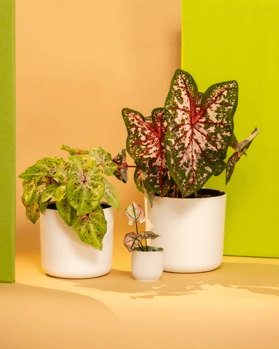 Drei Topfpflanzen aus dem Caladium Pflanzen-Set, angeordnet auf einer gelben Fläche mit grünem Hintergrund. Die größte hat gefleckte rote und grüne Caladium-Blätter, die mittlere hat ähnliche, aber kleinere Blätter mit rosa Akzenten und die kleinste steht in einem winzigen weißen Topf mit zartem, buntem Laub.