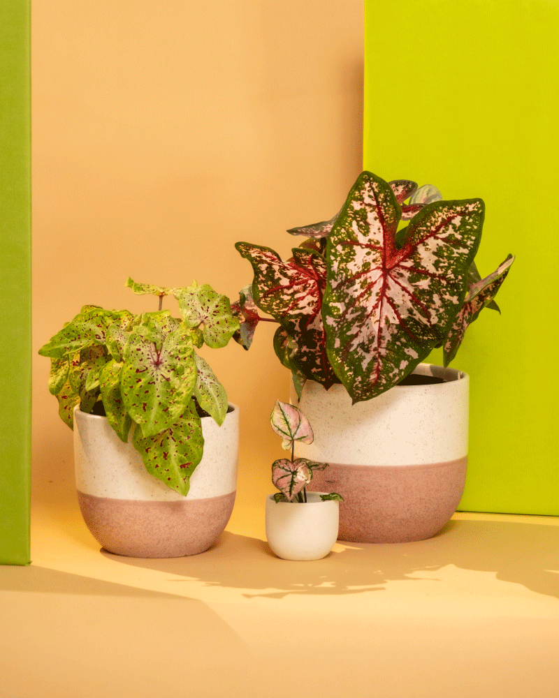 Das Caladium Pflanzen-Set besteht aus drei Caladium-Topfpflanzen unterschiedlicher Größe, die vor einem pfirsichfarbenen Hintergrund mit einer grünen Tafel präsentiert werden. Die Buntblatt-Pflanzen haben große, bunte Blätter mit roten und grünen Mustern, während die weißen Töpfe einen strukturierten Boden für zusätzlichen Stil haben.