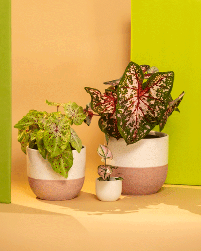 Das Caladium Pflanzen-Set besteht aus drei Caladium-Topfpflanzen unterschiedlicher Größe, die vor einem pfirsichfarbenen Hintergrund mit einer grünen Tafel präsentiert werden. Die Buntblatt-Pflanzen haben große, bunte Blätter mit roten und grünen Mustern, während die weißen Töpfe einen strukturierten Boden für zusätzlichen Stil haben.