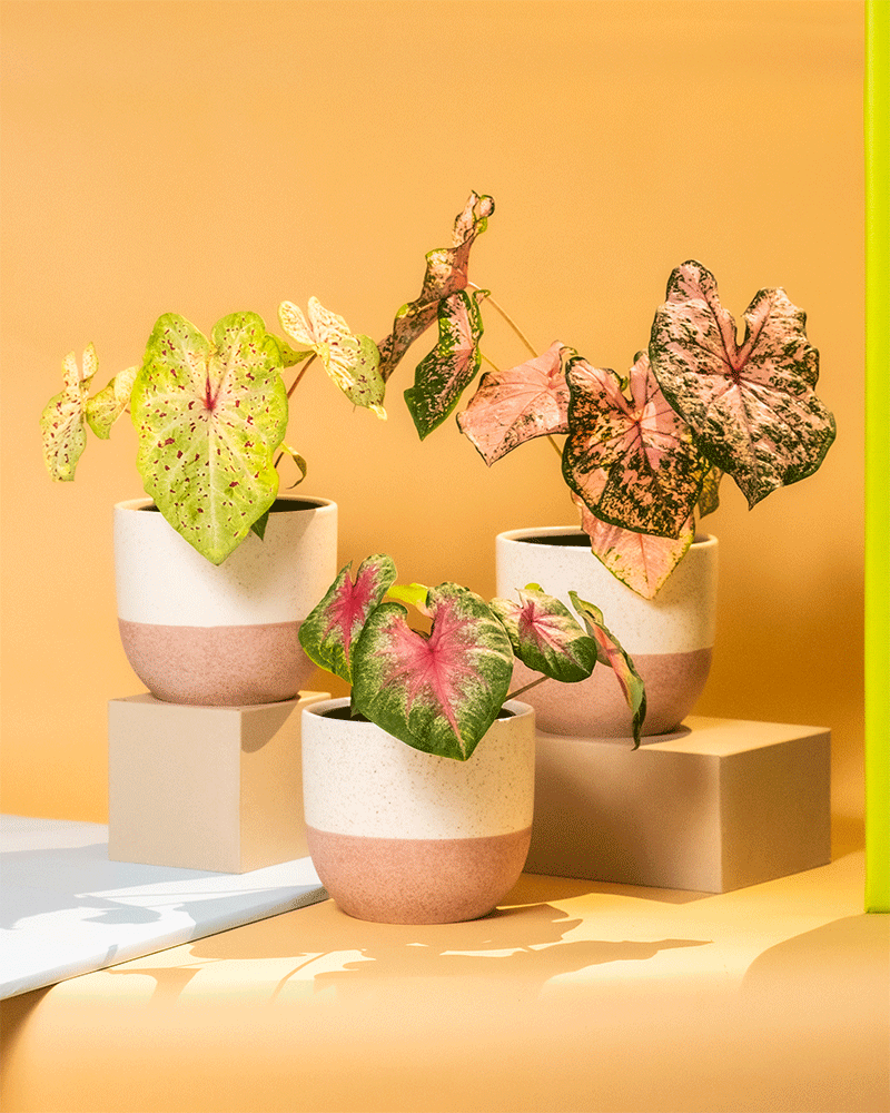 Caladium Trio in Variado Keramiktöpfen von feey