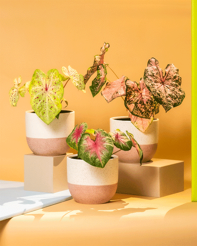 Caladium Trio in Variado Keramiktöpfen von feey