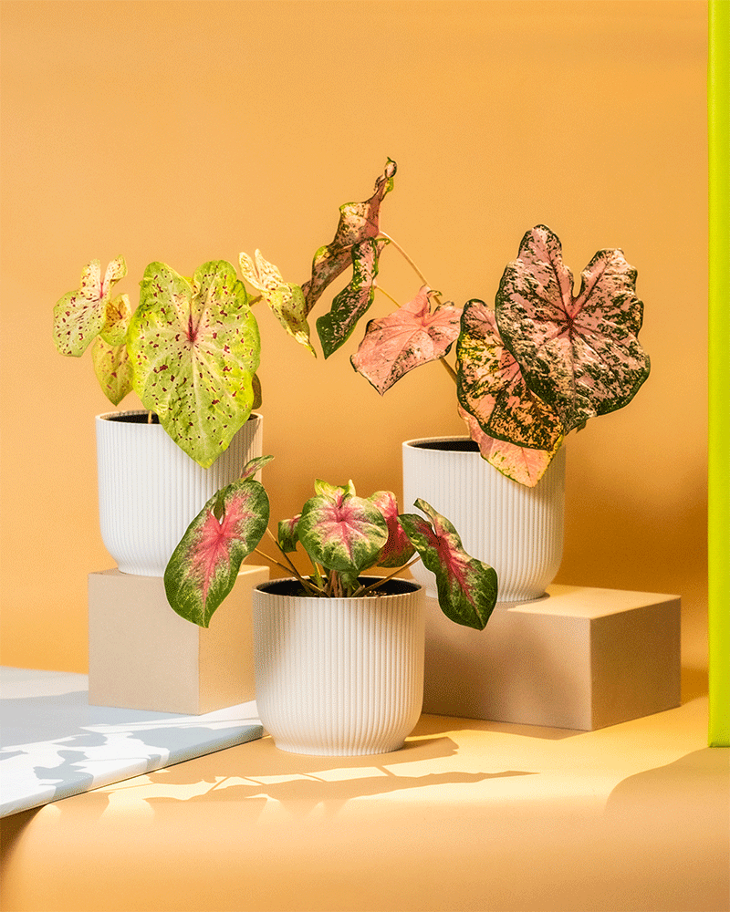 Caladium Trio in Kunststofftöpfen