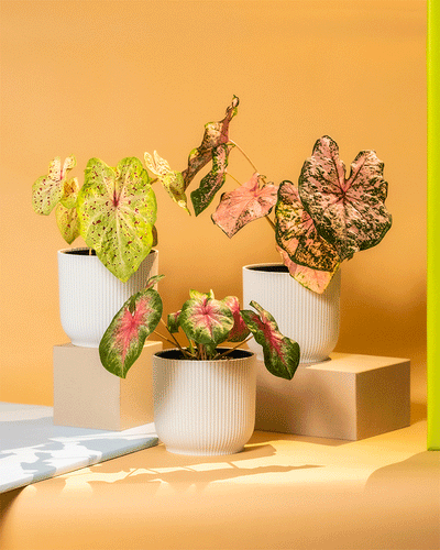 Caladium Trio in Kunststofftöpfen