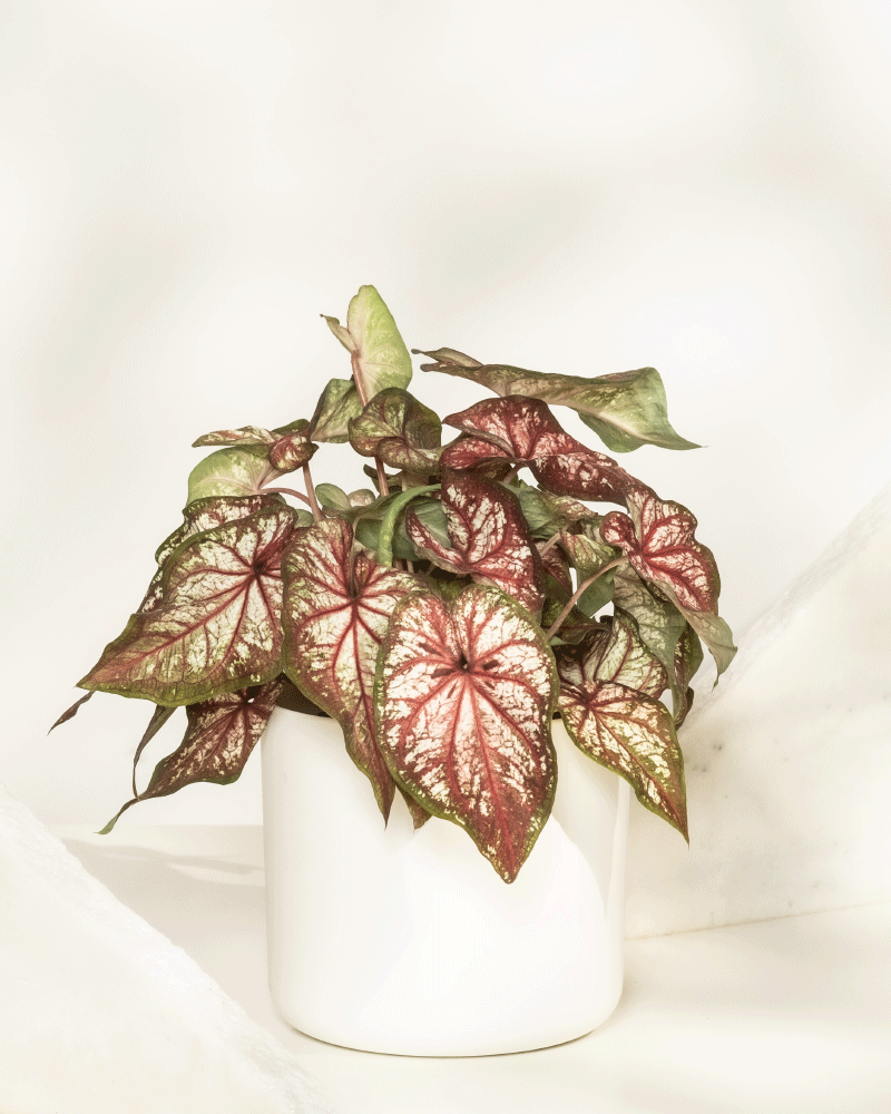 Caladium bicolor