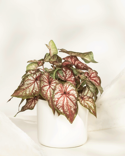 Caladium bicolor