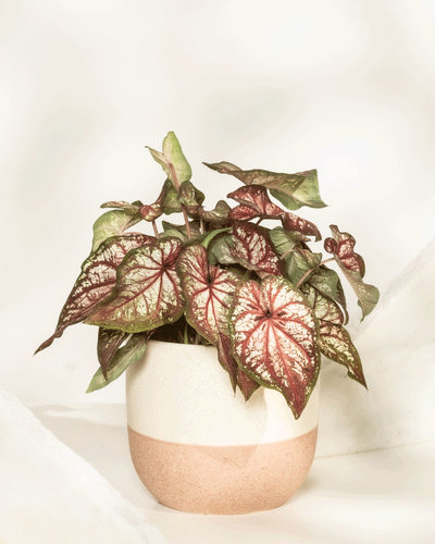 Caladium bicolor