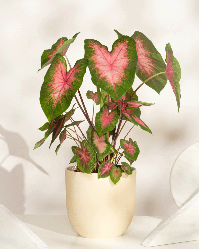Caladium „Kathleen“ zeichnet sich durch große, herzförmige grüne Blätter mit leuchtend rosa Mitte aus. In einem cremefarbenen Topf steht sie auf einer hellen Oberfläche vor neutralem Hintergrund.