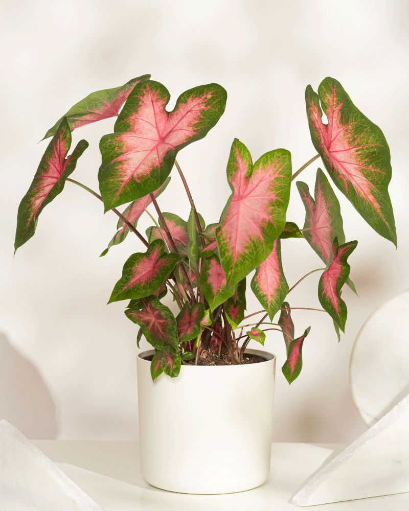 Eine Topfpflanze vom Typ Caladium „Kathleen“ mit großen, herzförmigen grünen Blättern mit leuchtend rosa Mitte wird auf einer weißen Oberfläche vor einem neutralen Hintergrund präsentiert.
