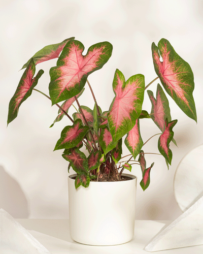 Eine Topfpflanze vom Typ Caladium „Kathleen“ mit großen, herzförmigen grünen Blättern mit leuchtend rosa Mitte wird auf einer weißen Oberfläche vor einem neutralen Hintergrund präsentiert.