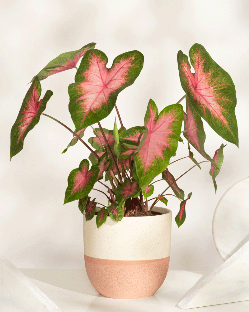 Eine Caladium „Kathleen“ im Topf zeichnet sich durch große, herzförmige grüne Blätter mit leuchtend rosa Mitte aus, die sich elegant auf einer weißen Oberfläche vor einem weichen, neutralen Hintergrund präsentieren.