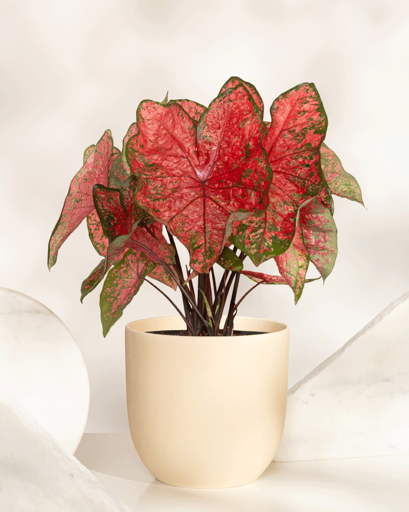Eine eingetopfte Caladium „Lava Glow“ mit großen, herzförmigen rosa Blättern mit grünem Rand steht in einem beigen Keramiktopf vor einem neutralen Hintergrund – eine ideale Saisonpflanze für jeden Raum.