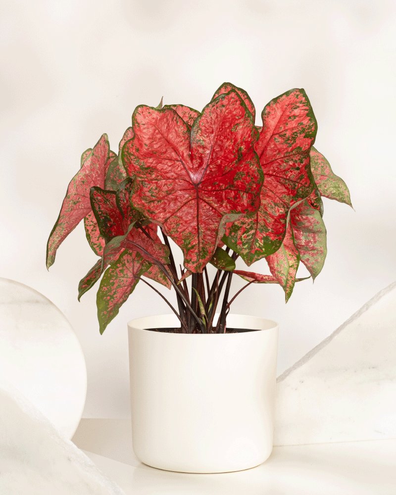 Ein Caladium „Lava Glow“ mit großen, herzförmigen rosa Blättern mit grünem Rand steht in einem einfachen weißen Pflanzgefäß vor einem hellen, neutralen Hintergrund.