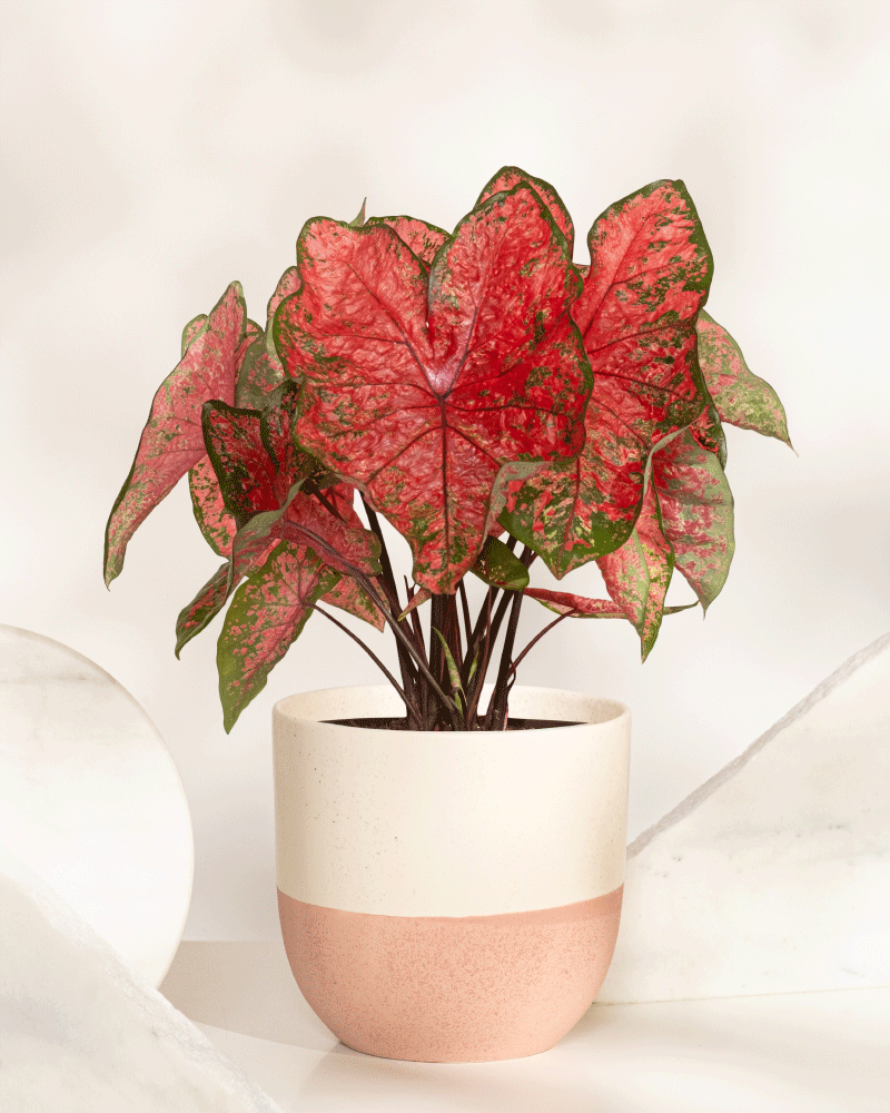 Ein Caladium „Lava Glow“ mit großen, herzförmigen rosa Blättern mit grünem Rand steht in einem creme- und pfirsichfarbenen Keramiktopf auf einer weißen Fläche vor einem hellen Hintergrund.