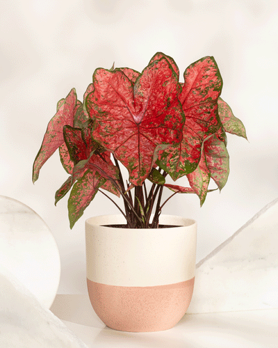 Ein Caladium „Lava Glow“ mit großen, herzförmigen rosa Blättern mit grünem Rand steht in einem creme- und pfirsichfarbenen Keramiktopf auf einer weißen Fläche vor einem hellen Hintergrund.