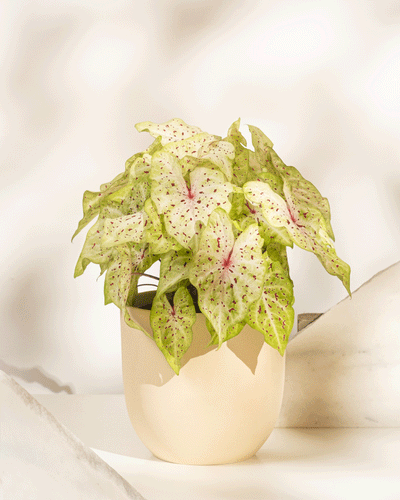 Caladium 'Miss Muffet'