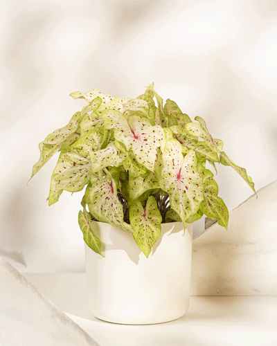 Caladium 'Miss Muffet'