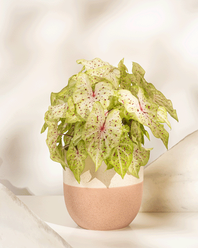 Caladium 'Miss Muffet'