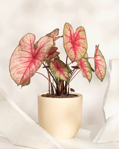 Caladium „Party Punch“ zeichnet sich durch große, herzförmige Blätter mit rosa Mitte und grünen Rändern in einem cremefarbenen Topf aus, akzentuiert durch weißes strukturiertes Dekor – eine auffällige saisonale Pflanze für jeden Raum.