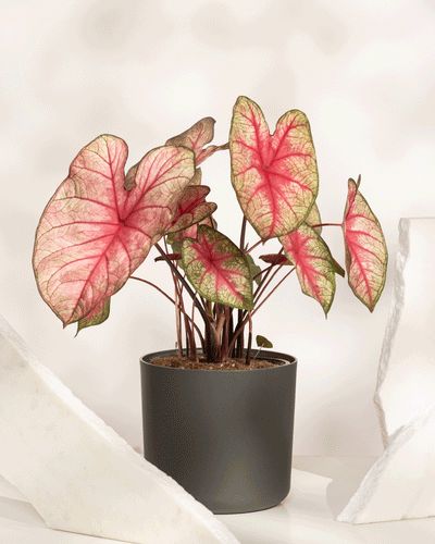 Caladium „Party Punch“ ist eine Topfpflanze mit großen, herzförmigen Blättern mit rosa Mitte und grünen Rändern, die auf einer weißen Oberfläche zwischen zwei weißen Dekosteinen präsentiert werden – eine wunderschöne saisonale Pflanze für Ihr Zuhause.