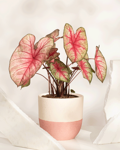 Caladium 'Party Punch' Topfpflanze mit großen, herzförmigen Blättern mit rosa Mitte und grünen Rändern, präsentiert in einem zweifarbigen rosa-weißen Topf vor hellem Hintergrund, flankiert von weißen strukturierten Objekten. Eine wunderschöne saisonale Pflanze.