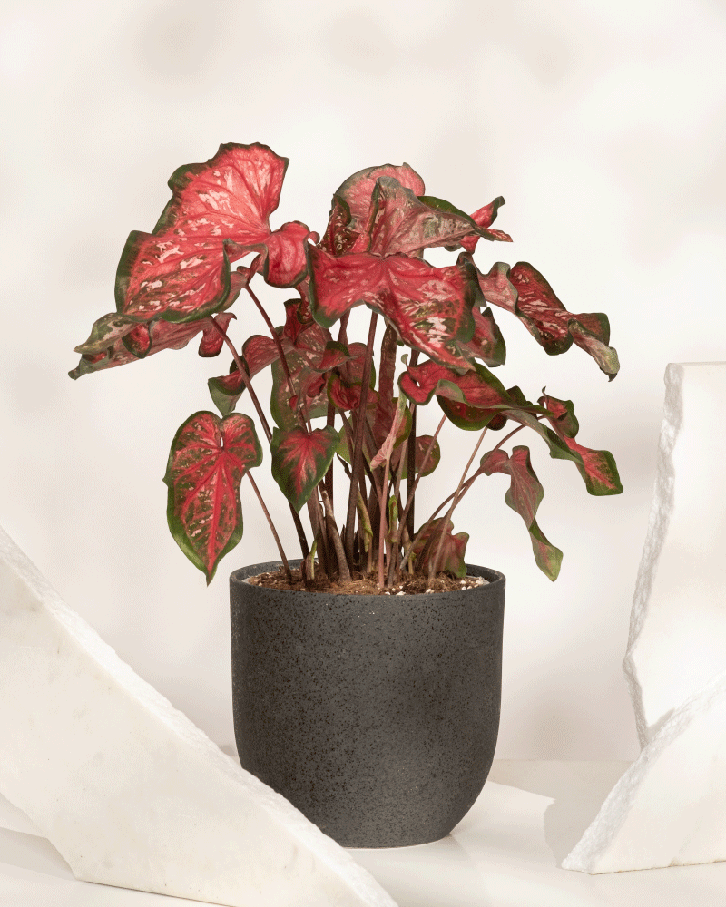 Ein Caladium „Pink Panther“ mit breiten grünen Blättern und leuchtend rosa Akzenten steht in einem strukturierten dunkelgrauen Topf, flankiert von unregelmäßig geformten weißen Stein- oder Keramikstücken.