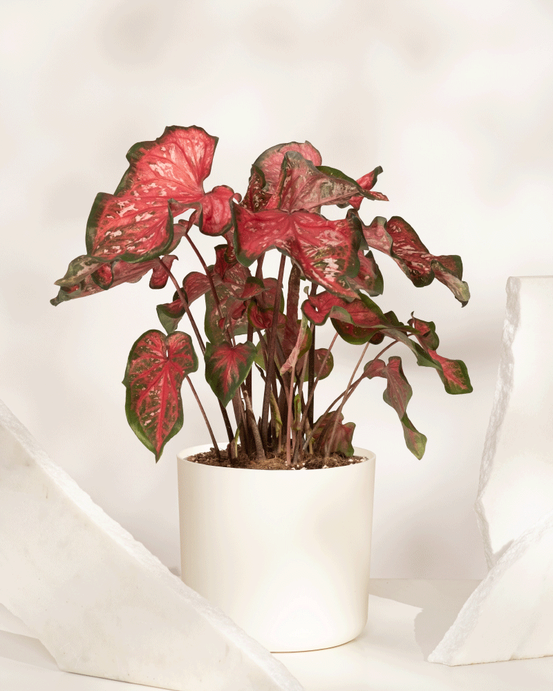 Eine eingetopfte Caladium „Pink Panther“ mit breiten rot und grün bunten Blättern steht zwischen zwei weißen, eckigen Steinen vor einem weichen, hellen Hintergrund.