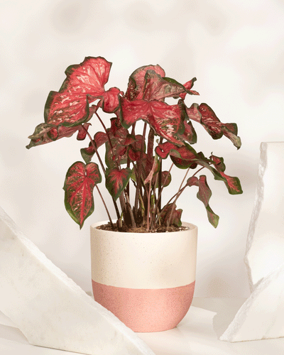 Eine leuchtende Caladium „Pink Panther“ mit grünen und rosa herzförmigen Blättern steht in einem zweifarbigen creme- und rosafarbenen Topf auf einer weißen Oberfläche, flankiert von großen weißen Steinen.